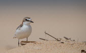 Red-capped plover adult,shallow focus,negative space,sand,sandy,beach,bird,birds,aves,plover,Wild,Charadriidae,Lapwings, Plovers,Ciconiiformes,Herons Ibises Storks and Vultures,Aves,Birds,Chordates,Chordata,Charadriifo