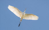 Eastern great egret in flight adult,flight,white,feathers,backlit,wingspan,blue sky,diagonal,streamlined,in flight,flying,wings,underside,aves,birds,bird,sky,Wild