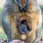 Young wallaby looking out of pouch+M48G47:M47G47:L47G47:J47G46:J47 young,joey,endemic,portrait,pouch,parental care,protection,face,close-up,crop,marsupial,marsupials,wallaby,wallabies,black wallaby,Macropodinae,Macropodidae,Diprotodontia,Marsupialia,Mammalia,Wild
