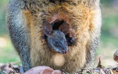 Young wallaby looking out of pouch+M48G47:M47G47:L47G47:J47G46:J47 young,joey,endemic,portrait,pouch,parental care,protection,face,close-up,marsupial,marsupials,wallaby,wallabies,black wallaby,Macropodinae,Macropodidae,Diprotodontia,Marsupialia,Mammalia,Wild