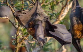 Grey-headed flying fox with pup adult,young,parental care,hanging,mum,pup,wings,protection,endemic,parent,mother,bat,bats,flying foxes,flying fox,Wild,Mammalia,Mammals,Pteropodidae,Chordates,Chordata,Chiroptera,Bats,Animalia,polioce