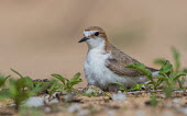 Red-capped plover sitting on nest with two eggs adult,parental behaviour,eggs,nest,breeding,incubation,protection,shallow focus,negative space,care,feathers,endemic,Aves,bird,Birds,bird nest,parent,reproduction,Wild,Charadriidae,Lapwings, Plovers,C