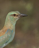 European roller portrait,shallow focus,feathers,eye,negative space,detail,colourful,colour,Coraciiformes,Coraciidae,bird,birds,face,close-up,Aves,Birds,Rollers Kingfishers and Allies,Chordates,Chordata,Asia,Flying,An