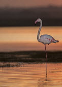 Greater flamingo sunset,balance,water,one leg,negative space,shallow focus,wetlands,reflection,birds,bird,aves,flamingo,flamingos,sky,orange,colourful,Phoenicopteridae,Phoenicopteriformes,Ciconiiformes,Herons Ibises S
