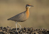 Indian courser Animalia,Chordata,Aves,Charadriiformes,Glareolidae,shallow focus,detail,adult,birds,bird,walking