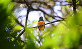 Orange-bellied trogon Bird,birds,aves,tropical birds,colourful,colour,South America,trogons,perching,perched,forest,Trogonidae,Trogoniformes