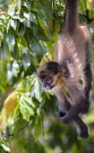 Young black-handed spider monkey Monkey,monkeys,spider monkeys,primate,primates,mammal,mammals,Atelidae,baby,cute,hanging,close-up,Mammalia,Mammals,Primates,Chordates,Chordata,Endangered,Appendix II,Vulnerable,Critically Endangered,A