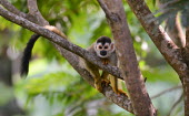 South American squirrel monkey in tree Monkey,monkeys,squirrel monkeys,primate,primates,mammal,mammals,in tree,forest,climbing,Mammalia,Mammals,Cebidae,Marmosets, Tamarins, Capuchin Monkeys And Squirrel Monkeys,Primates,Chordates,Chordata,