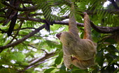 Hoffman's two-toed sloth Sloths,sloth,climbing,climb,mammal,mammalia,two-toed sloths,Choloepus,Megalonychidae,Pilosa