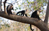 White-faced capuchins in tree White-headed capuchin,mokey,monkeys,primates,primate,in tree,three,forest,Chordates,Chordata,Mammalia,Mammals,Primates,Cebidae,Marmosets, Tamarins, Capuchin Monkeys And Squirrel Monkeys,Least Concern,