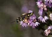 Field digger wasp on heather field digger wasp,Mellinus arvensis,wasp,wasps,solitary,solitary wasp,solitary wasps,stripe,stripes,yellow,black,flower,pink,insect,insects,Hymenoptera,Arthropod,shallow focus