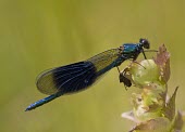 Male banded demoiselle - Calopteryx splendens Calopteryx splendens,banded demoiselle,damselfly,damselflies,insect,insects,Arthropoda,arthropod,Odonata,Agriidae,male,adult,wings,perched,detail,shallow focus,negative space,Insects,Insecta,Broad-win