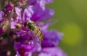 Marmalade hoverfly - Episyrphus balteatus Episyrphus balteatus,marmalade hoverfly,hoverfly,hoverflies,insect,insects,Arthropoda,arthropod,Diptera,fly,flies,Syrphidae,Syrphinae,Syrphini,shallow focus,negative space,purple,flower,detail,adult