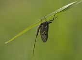 Mayfly - Ephemera vulgata Ephemera vulgata,mayfly,mayflies,insect,insects,arch,blade,grass,green background,hang,emerge,adult,shallow focus,negative space,Arthropoda,arthropod,Ephemeroptera,Ephemeridae,Insects,Insecta,Heptagen