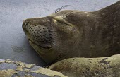 Sleeping elephant seal elephant seal,elephant seals,seal,seals,Mirounga,Phocidae,carnivore,Carnivora,mammal,mammals,Mammalia,Chordata,sleep,sleeping,close-up,fur,whiskers,pinneped,pinnepeds