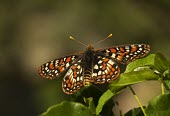 Variable checkerspot butterfly Variable checkerspot,checkerspot,butterfly,butterflies,adult,shallow focus,wing,wings,pattern,scale,scales,perched,on plant,Arthropoda,Arthropod,Insecta,insect,insects,Lepidoptera,Nymphalidae,chalcedo