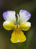 Viola tricolor Viola tricolor,heartsease,heart's ease,heart's delight,tickle-my-fancy,Jack-jump-up-and-kiss-me,come-and-cuddle-me,three faces in a hood,love-in-idleness,common,European,wild flower,wildflower,flower,