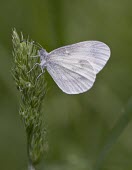 Wood white butterfly on grass Leptidea sinapis,wood white,butterfly,butterflies,adult,shallow focus,negative space,insect,insects,Insecta,Arthropoda,arthropod,Lepidoptera,Pieridae,wing,wings,scale,scales,green background,Butterfli
