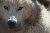 Arctic wolf Arctic wolf,Canis,lupus,wolf,wolves,Arctic,Animalia,Chordata,Mammalia,Carnivora,Canidae,mammal,mammals,carnivore,carnivores,rest,resting,close up,close-up,looking at the camera,negative space,white,fu