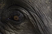 Asian elephant Asian elephant,Elephas,maximus,elephant,elephants,Animalia,Chordata,Mammalia,Proboscidea,Elephantidae,close up,close-up,eye,eye lashes,pupil,skin,texture,detail,endangered,threatened,Mammals,Elephants