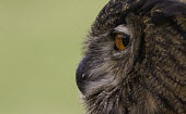 Eagle owl profile eagle owl,owl,owls,close-up,close up,bird,birds,Aves,Animalia,Chordata,Strigiformes,Strigidae,Bubo,beak,calling,eye,orange eye,profile,side,view,detail,feathers,Chordates,True Owls,Owls,Birds,Europe,b