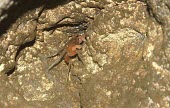 Cave crab Animalia,Arthropoda,Decapoda,Sesarmidae,Malacostraca,Karstama