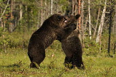 Bear Cubs Play Fighting forest,fight,play fight,splash,strength,young,bear,bears,ursidae,play fighting,cubs,mammal,mammals,Carnivores,Carnivora,Bears,Ursidae,Chordates,Chordata,Mammalia,Mammals,Africa,Semi-desert,Europe,Broa