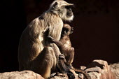 Baby langur monkey holding onto its mother langur,adult female,young,mother,protection,negative space,sitting on wall,primate,primates,langurs,monkeys,monkey,baby,cute,cuddle,hug,Cercopithecidae,mammal,mammals,mammalia,Langur Moneky,Ranthambor