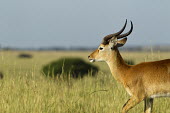 Kob Walking Through The Savannah antelope,antelopes,ungulate,ungulates,walking,action,movement,mammal,mammalia,mammals,Africa,savanna,savannah,Savannah,Wildlife,Cob,Uganda
