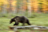 Bear on the move_Low_Res.jpg bear,bears,ursidae,action,action shot,blurred,blurry,artistic,movement,Carnivores,Carnivora,Bears,Ursidae,Chordates,Chordata,Mammalia,Mammals,Africa,Semi-desert,Europe,Broadleaved,North America,Tundra