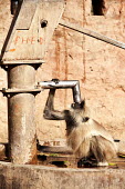 Langur Monkey Drinking langur,urban,urban wildlife,primate,primates,langurs,monkeys,monkey,Cercopithecidae,mammal,mammals,mammalia,drinking,thirsty,thirst,city,Ranthambore National Park,Monkey,India,Wildlife