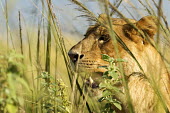 Lioness Looking for her pride Cats,cat,big cat,lions,lioness,female lion,savanna,savannah,felid,felidae,grassland,hiding,Felidae,Mammalia,Mammals,Carnivores,Carnivora,Chordates,Chordata,leo,Animalia,Savannah,Africa,Scrub,Appendix