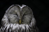 Ural owl Animalia,Chordata,Aves,Strigiformes,Strigidae,Strix,uralensis,eyes,closed,negative space,shallow focus,face