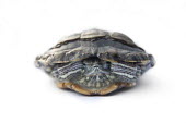 Red-eared slider in shell turtle,turtles,tortoise,tortoises,shell,arty,white background,high key,shallow focus,negative space,centre,center,hide,hiding,Turtles,Testudines,Chordates,Chordata,Pond Turtles,Emydidae,Reptilia,Repti