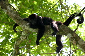 Back howler monkey in tree monkey,resting,tree,branch,black,hanging,prehensile tail,primate,Chordates,Chordata,Mammalia,Mammals,Primates,South America,Least Concern,Atelidae,IUCN Red List,Appendix II,CITES,Terrestrial,Forest,He