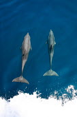 Bottlenose dolphins riding a bow wave pair,swimming,sea,marine,bow wave,action,splash,wave,boat,clear sea,blue,dolphins,cetaceans,Mammalia,Mammals,Oceanic Dolphins,Delphinidae,Cetacea,Whales, Dolphins, and Porpoises,Chordates,Chordata,Sou