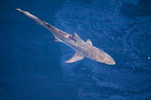 Shark swimming through oil shark,swimming,water,surface,blue,diagonal,oil spill,Texas,sheen,oil,pollution,marine pollution