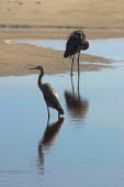 Reddish egret with hook and line Animalia,Chordata,Aves,Pelecaniformes,Ardeidae,pollution,marine pollution,bycatch,conservation issue,fishing line,hook,beach,water,birds,Chordates,Herons, Bitterns,Birds,Ciconiiformes,Herons Ibises St