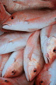 Red snapper Ron Wooten fish,fishing,orange,red,snapper,dead