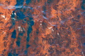 Oil slick on water surface, Gulf of Mexico oil slick,oil,disaster,BP,weathered oil,sea,marine,surface,pattern,pollution,oil spill,environmental