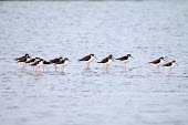 Black-necked stilts group,wading,shallow focus,coast,marine,birds,Ciconiiformes,Herons Ibises Storks and Vultures,Chordates,Chordata,Aves,Birds,Charadriidae,Lapwings, Plovers,Charadriiformes,Shorebirds and Terns,Least Co