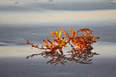 Sargassum. One of the more important habitats in the seas and a microcosm of life, Sargassum is amazingly simple yet incredibly complex seaweed,beach,coast,washed up,colour,arty,shallow focus,orange,tranquil,algae,pneumatocyst