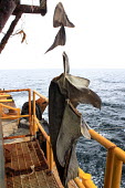 Fins fishing,fins,finning,at sea,marine,boat,trawler,dead,illegal