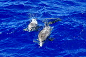 Atlantic spotted dolphins movement,blue water,jumping,swimming,splash,breath,breathe,air,pair,two,mother,calf,young,adult,dolphins,Cetacea,Whales, Dolphins, and Porpoises,Chordates,Chordata,Mammalia,Mammals,Oceanic Dolphins,De