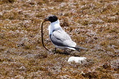 Gull feeding on a worm gull,seabird,feeding,predator,prey,birds,bird