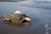 Female Kemp's ridley turtle heading back to the sea after nesting and being tagged TAMUG research,satellite tagged,NOAA/NMFS Galveston Lab,adult,female,breeding,nesting,research,beach,scientific research,turtles,sea turtles,reptiles,reptile,Turtles,Testudines,Chordates,Chordata,Rept