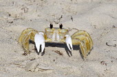 Ghost crab crab,portrait,sand,beach,shore,eyes,claws,beach cleaner,scavenger,marine,crustacean