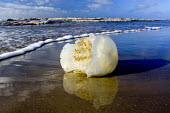 Stranded jellyfish marine,cnidarian,sea,beach,coast,washed up,waves,strand line,reflection,low angle