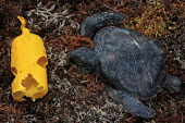 A small, dead, green sea turtle lays beside a plastic container that has been bitten multiple times by juvenile sea turtles plastic pollution,death,conservation issue,environmental issue,plastic,juvenile,turtle,sea turtle,Sargassum,intestinal blockages,washed up,beach,shoreline,trash,turtles,Chordates,Chordata,Reptilia,Rep