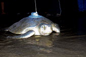 Kemps ridley turtle returning to the sea sea turtle,beach,nesting,West End beach,reproduction,tag,tagged,scientific research,sea,marine,satellite tagged,at night,turtles,reptiles,Turtles,Testudines,Chordates,Chordata,Reptilia,Reptiles,Sea Tu